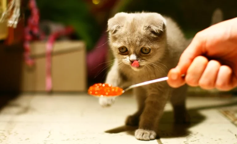 What To Look For In Cat Food