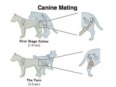 First Stage of The Canine Mating