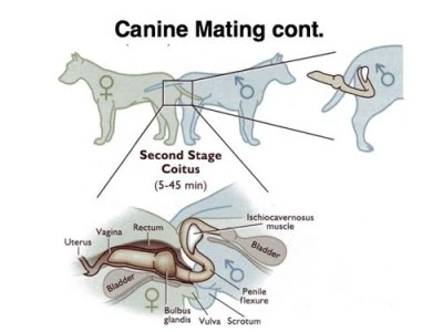 Second Stage of The Canine Mating
